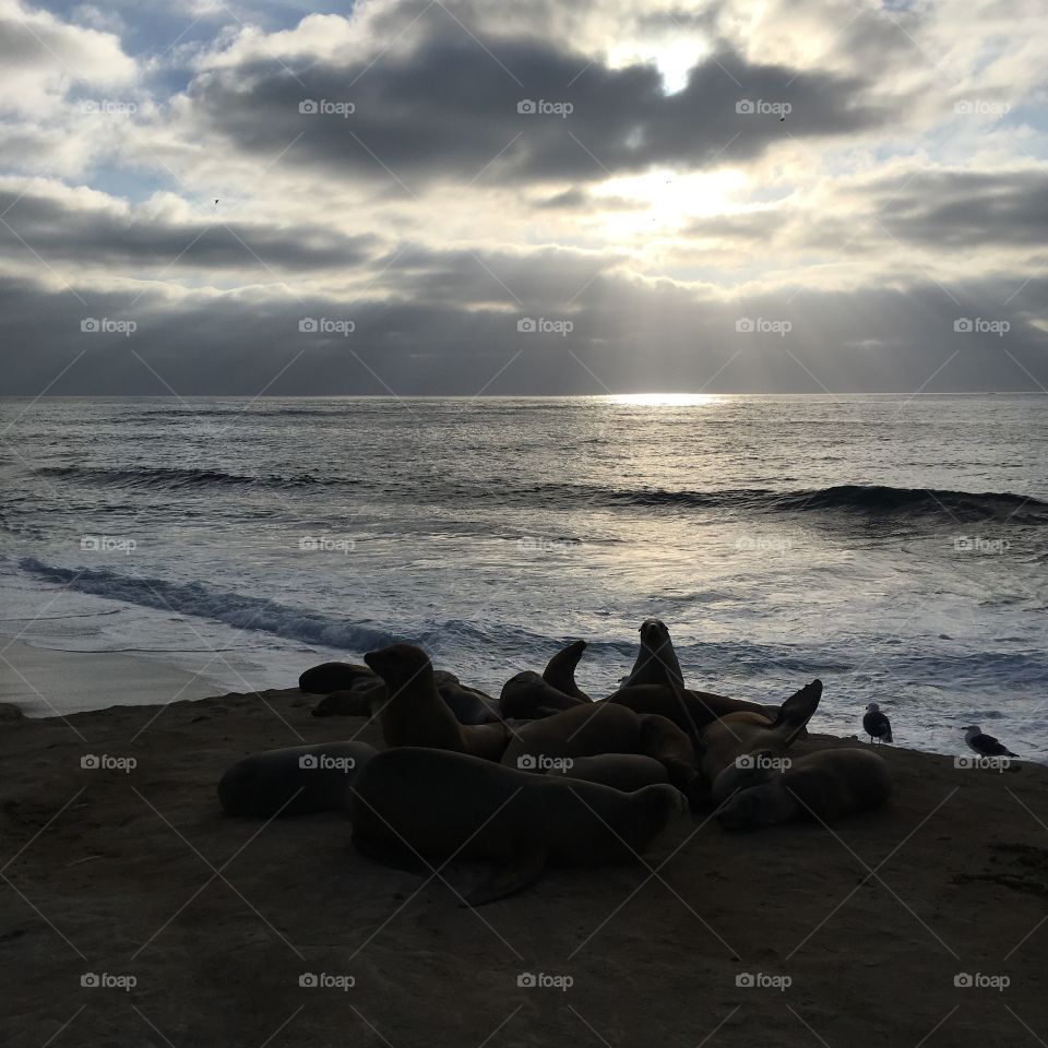 Seals in sunset