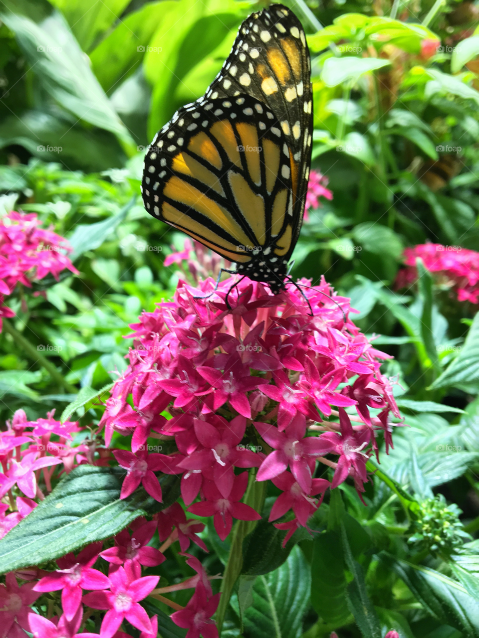A monarch butterfly perches on some bright pink flowers
