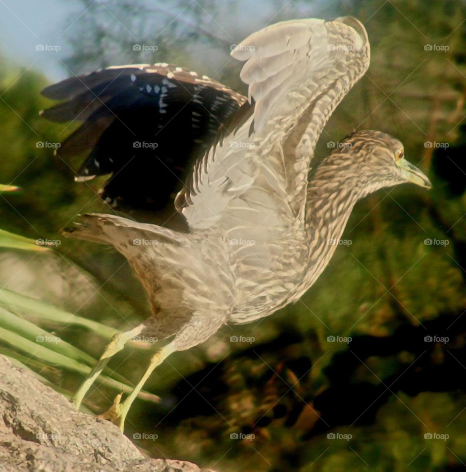 Heron Taking Flight in Early Morning