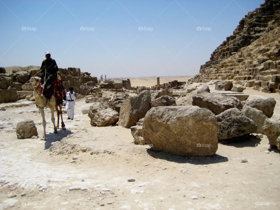 Cairo Camel. Traditional Transport