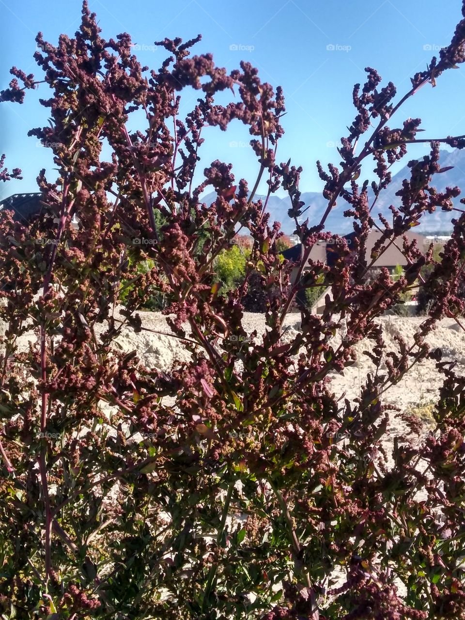 my favorite type of weed?