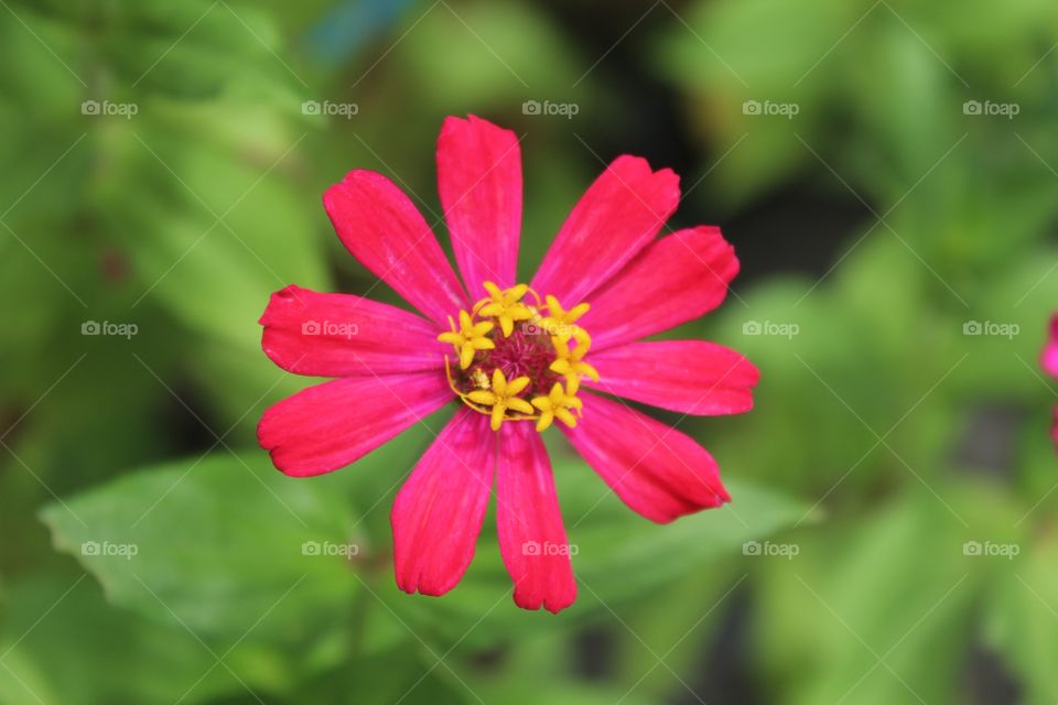 Reddish Flower. Went to my uncles house and took pictures on their backyard