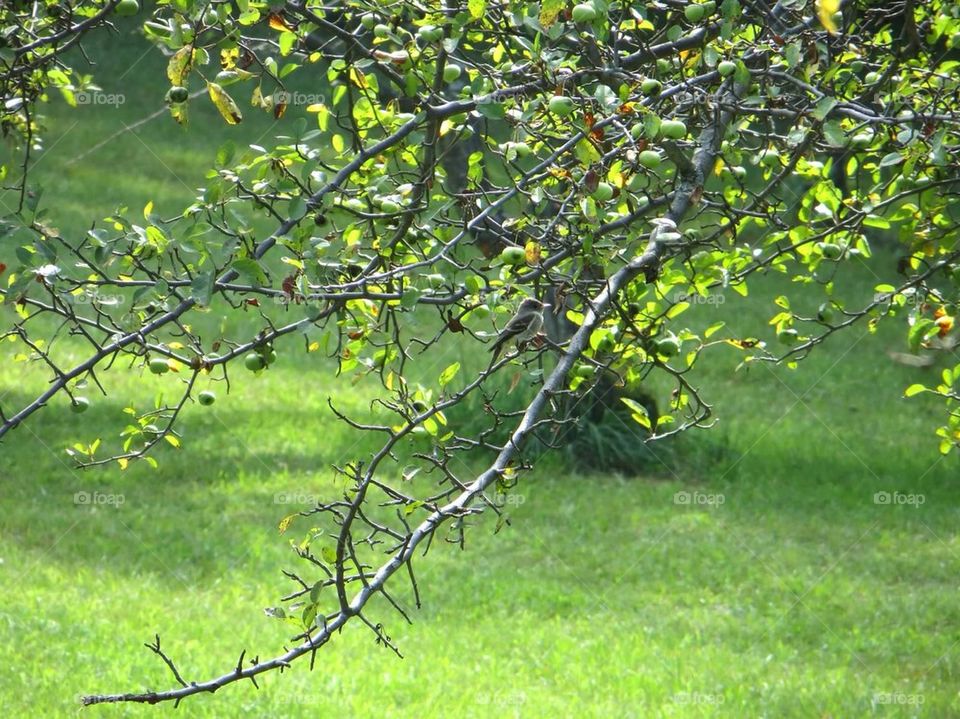 Branch by the grass