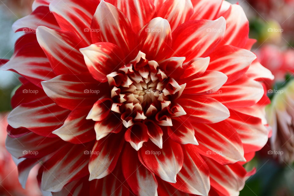 Dahlia red and white
