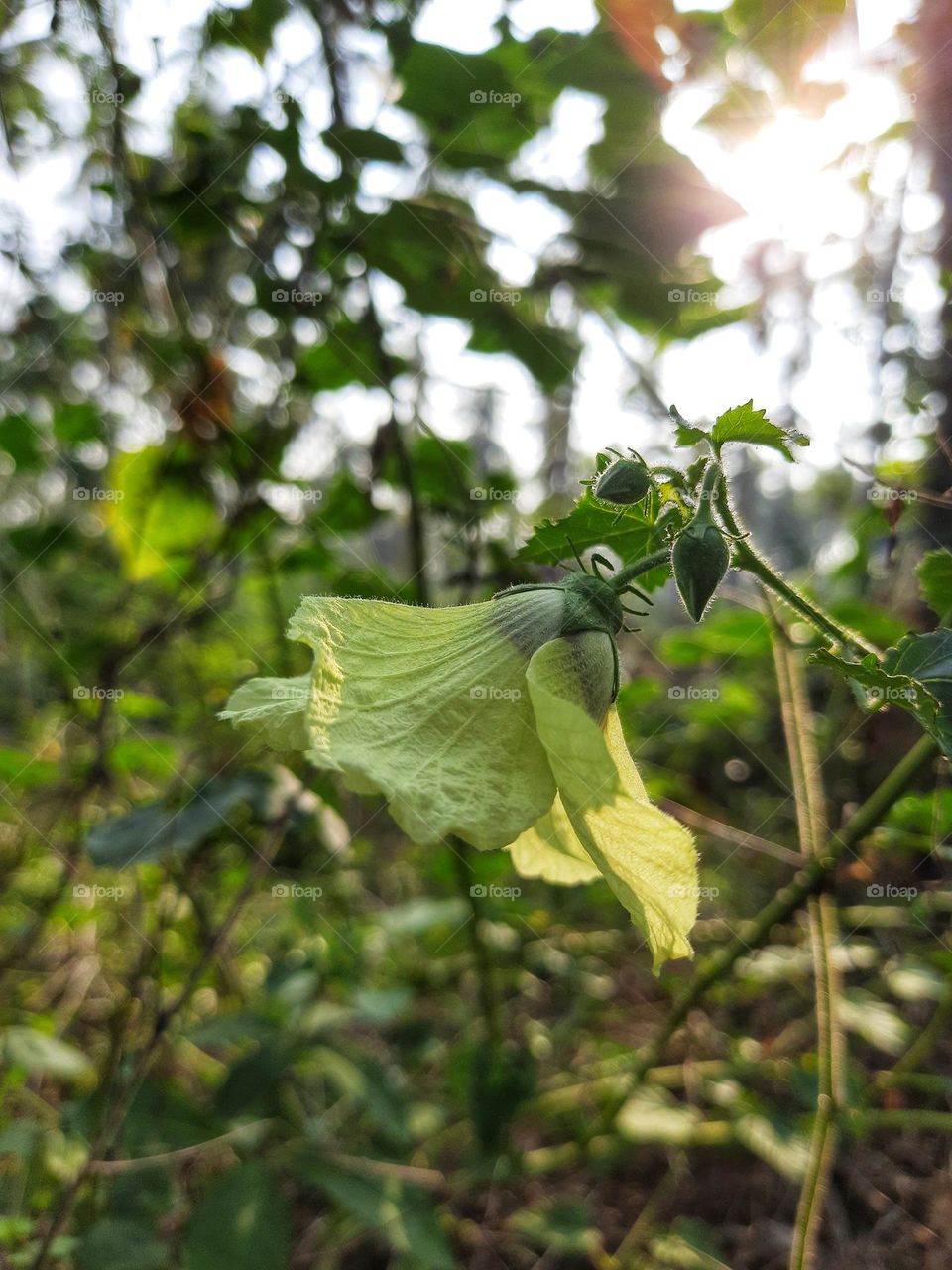 A beautiful flower that blooms in the morning in the forest