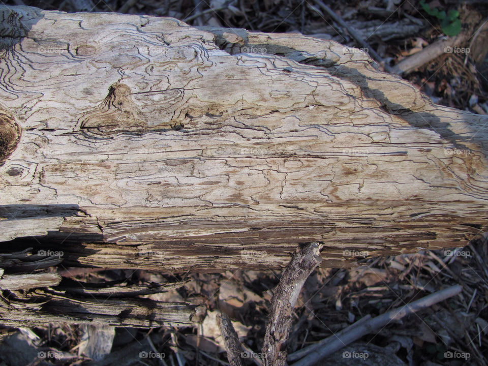 nature wood forest weathered by danelvr032708