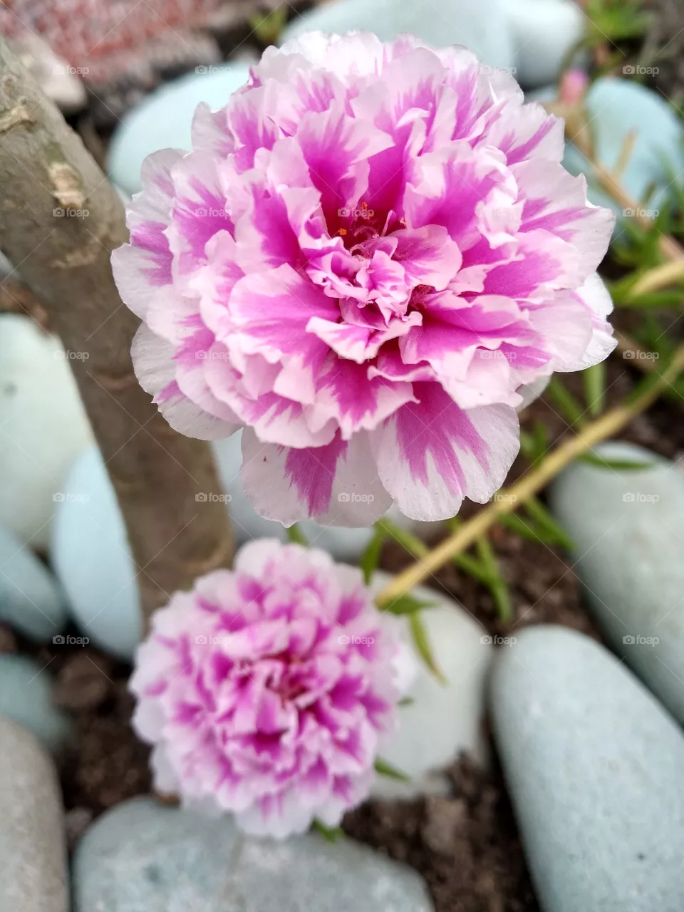 Pink Flower