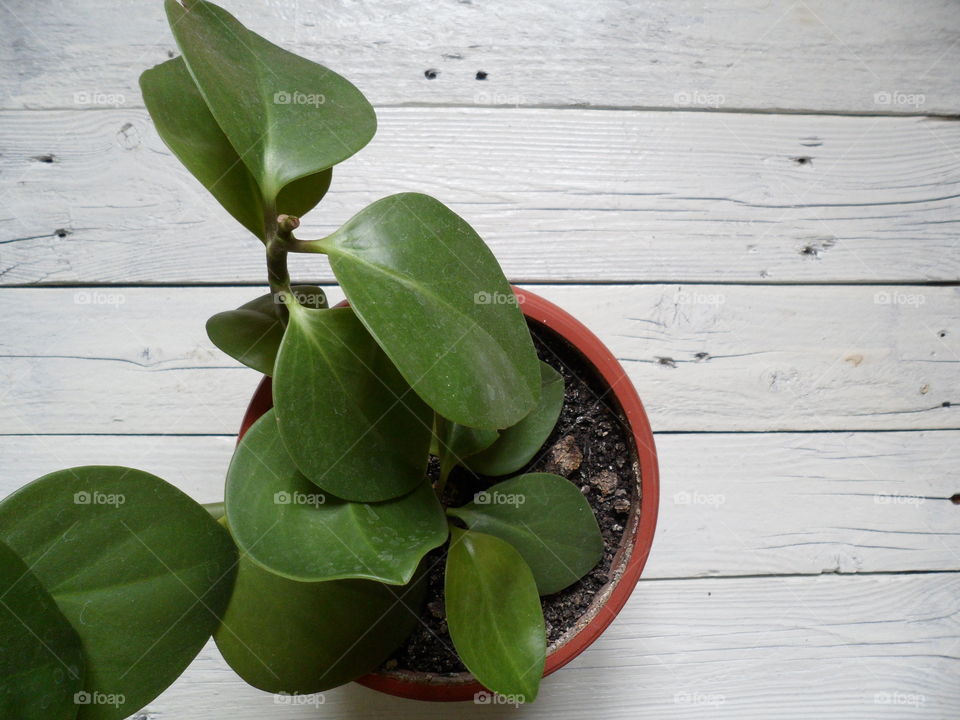 houseplant ficus