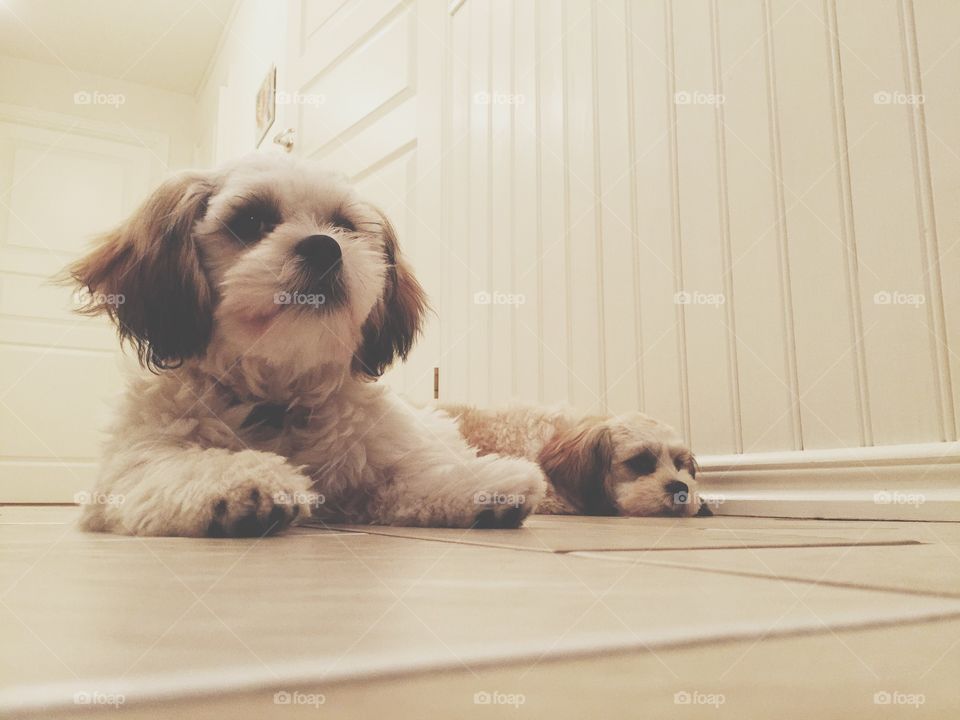 Two dogs on the floor