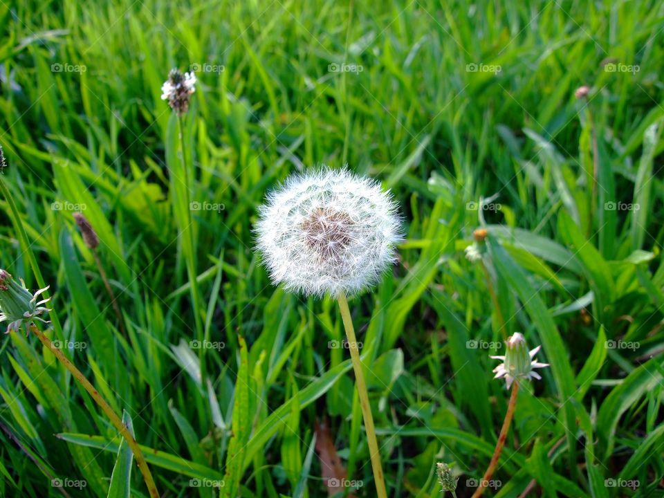 Dandelion. Dandelion closeup in a green field