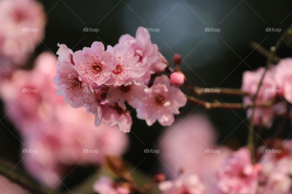 Cherry blossoms 