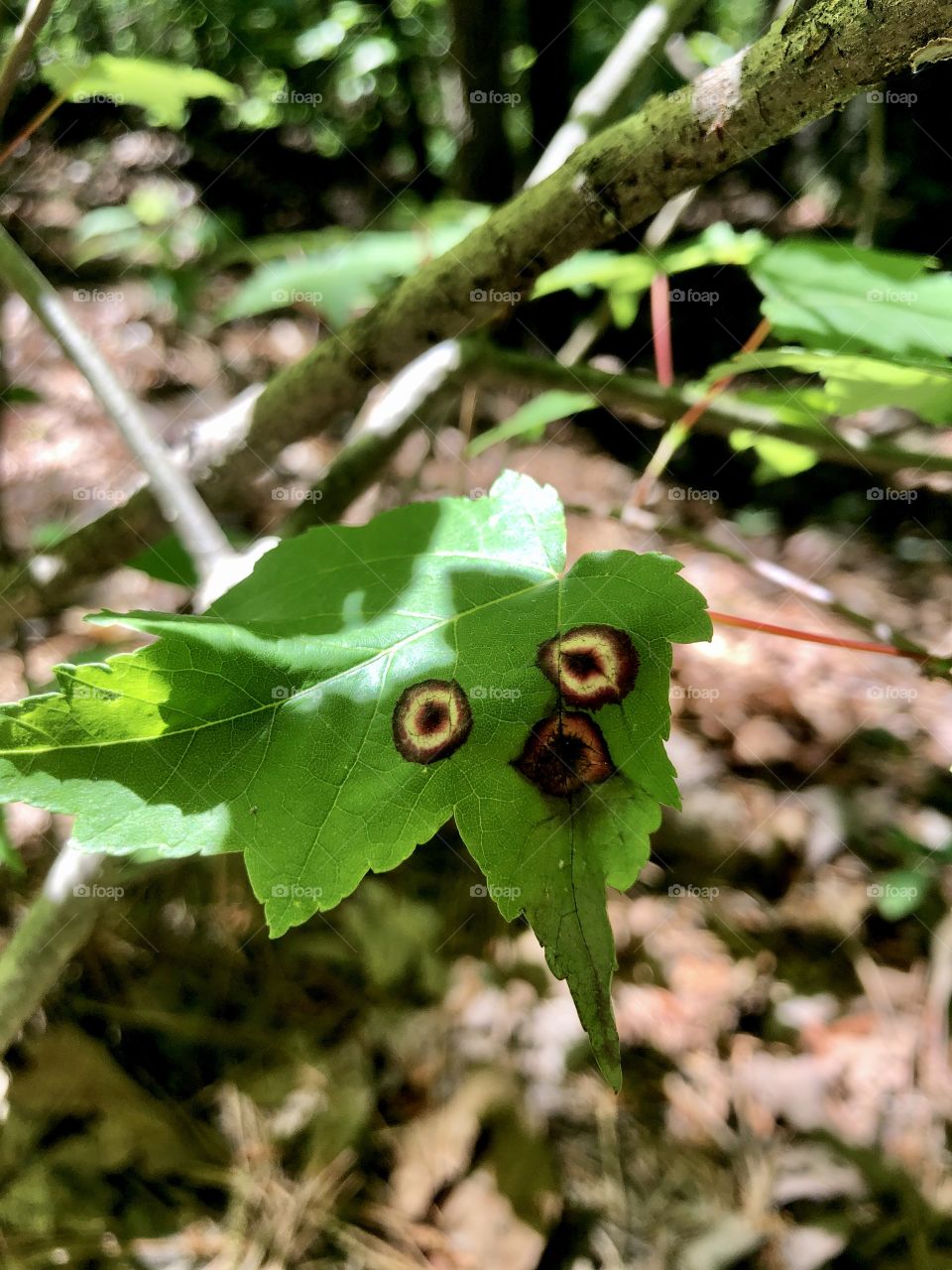 Surprised looking leaf on tree