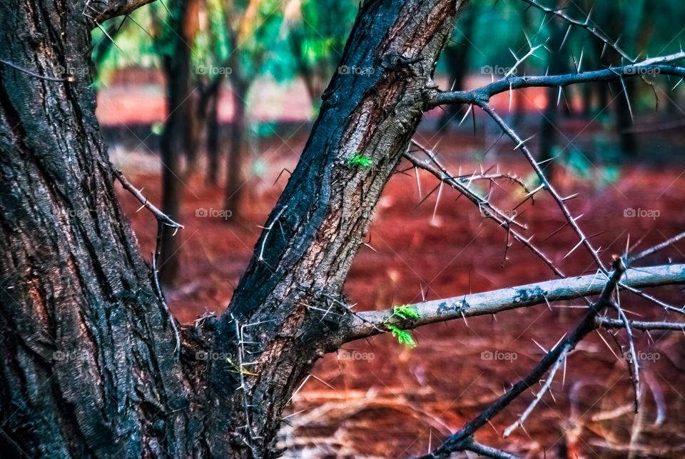 Close up of tree trunk in autumn