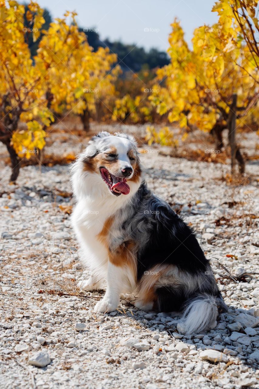Happy dog sitting among bright yellow vine bushes. Colorful autumn. Australian Shepherd