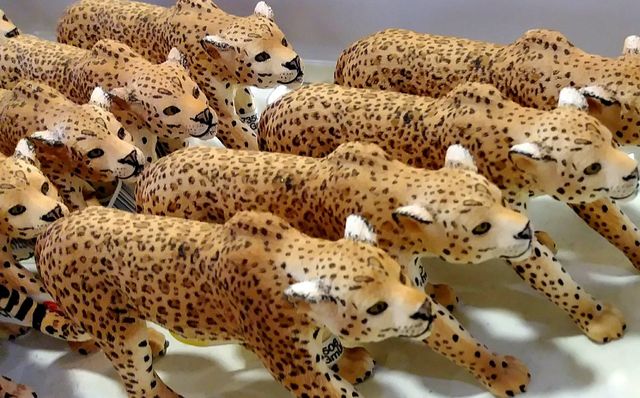 Wild cat background