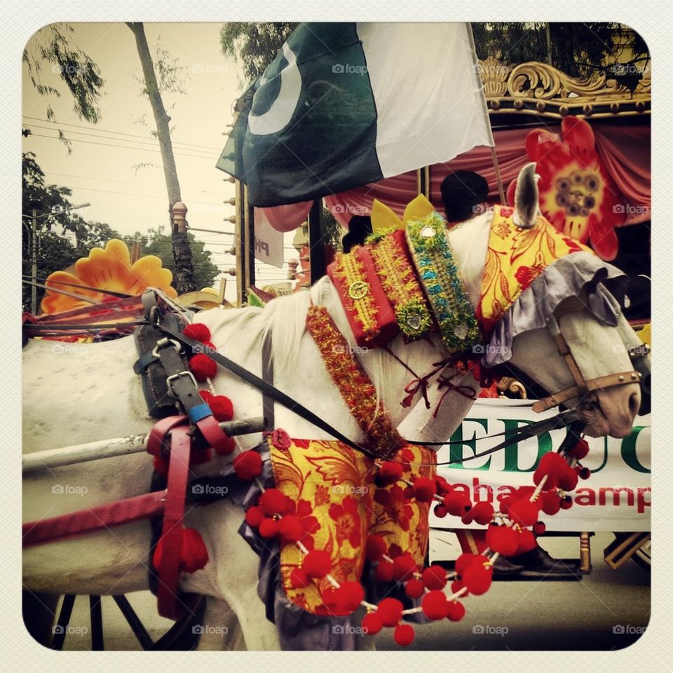 Pakistani Horse