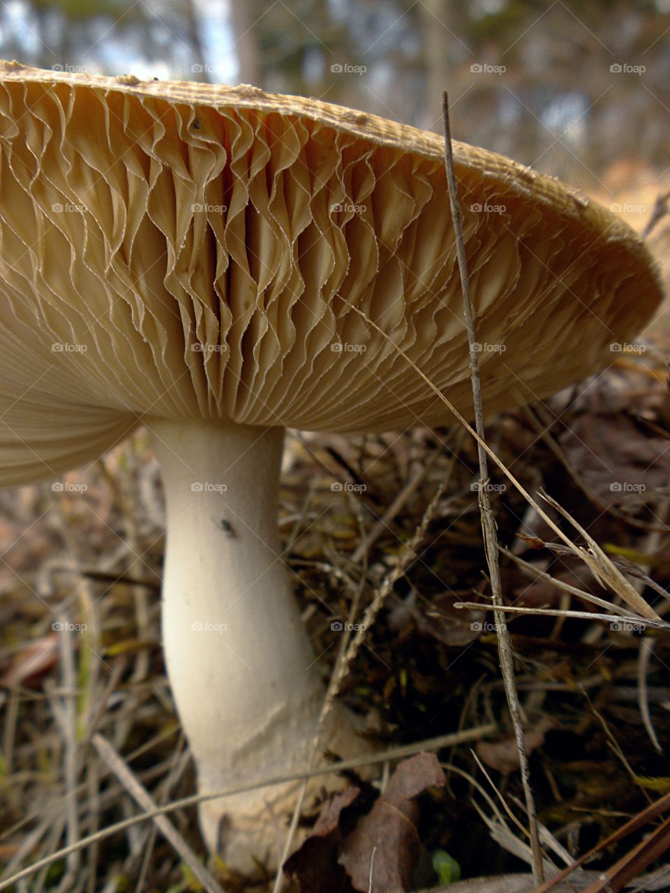 fungal beauty
