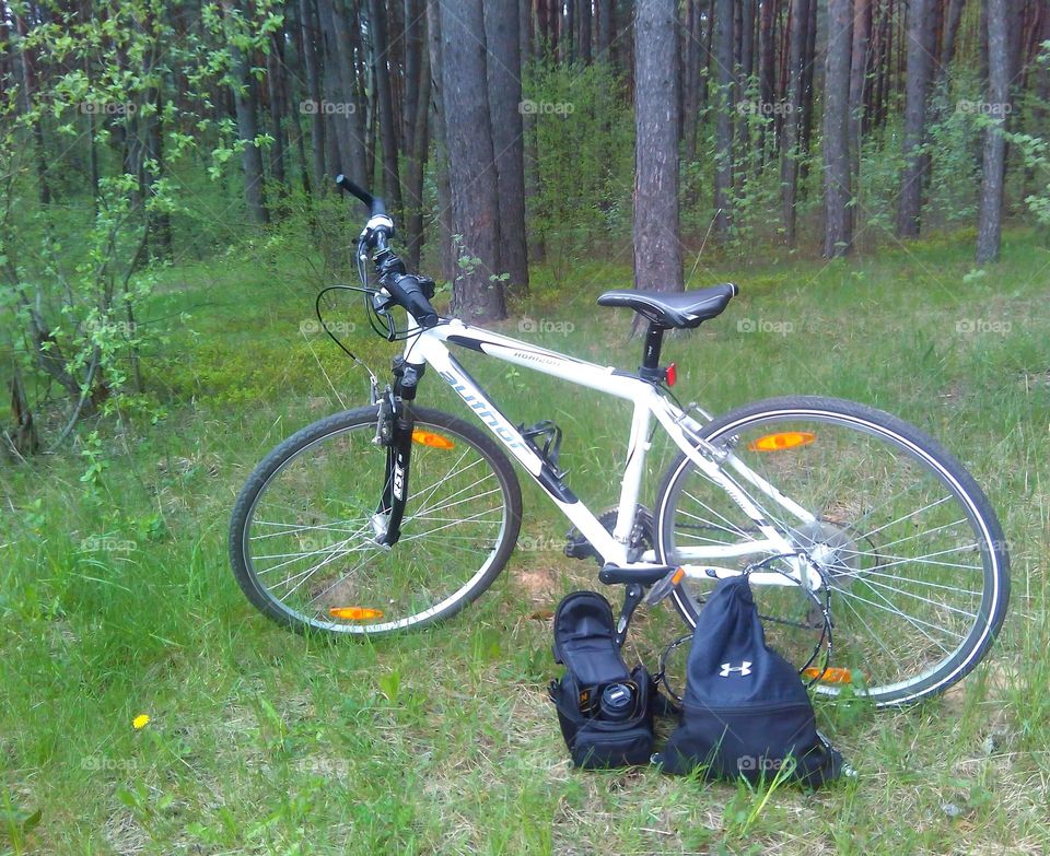 bike and bags in forest