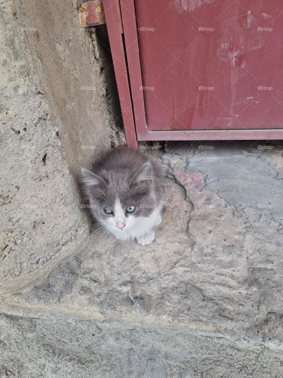 A cute cat