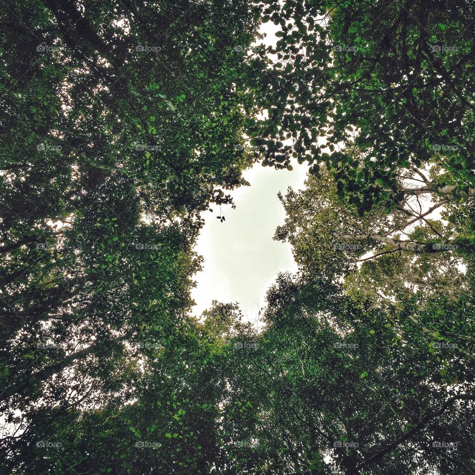 Low angle view of forest trees