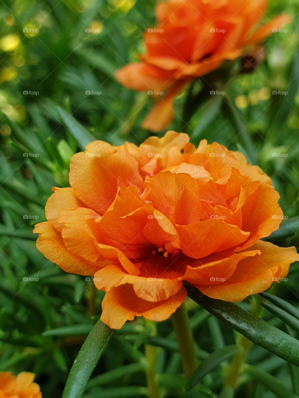 the portulaca grandiflora