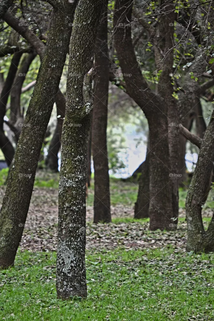 forest