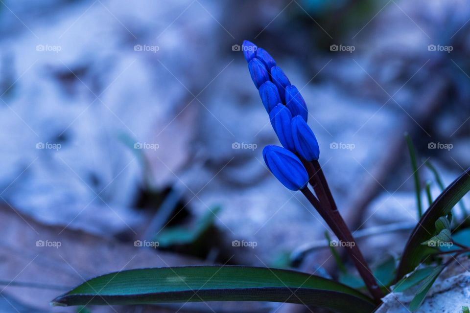 a beautiful blue flower, in a woods near Bucharest, announcing that spring is here