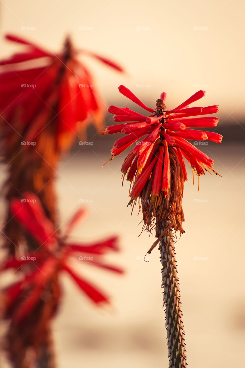 Red flower by the lake