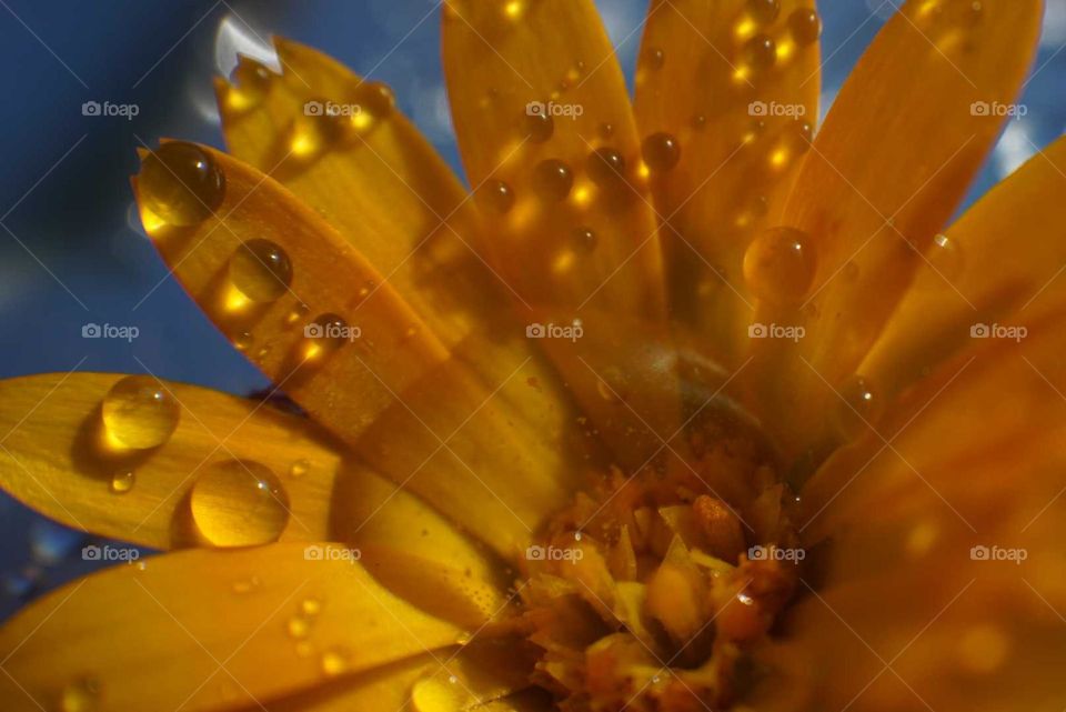 Flower#leaves#drops#water