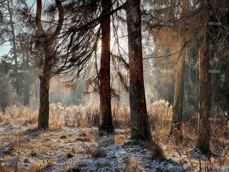 Winter landscape in sunny forest in December 