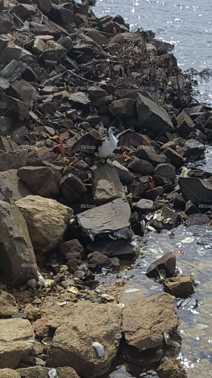 bird drying his wings