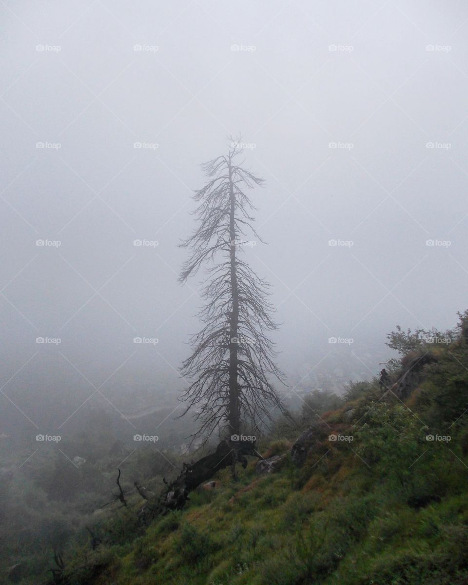 No Person, Nature, Fog, Wood, Sky