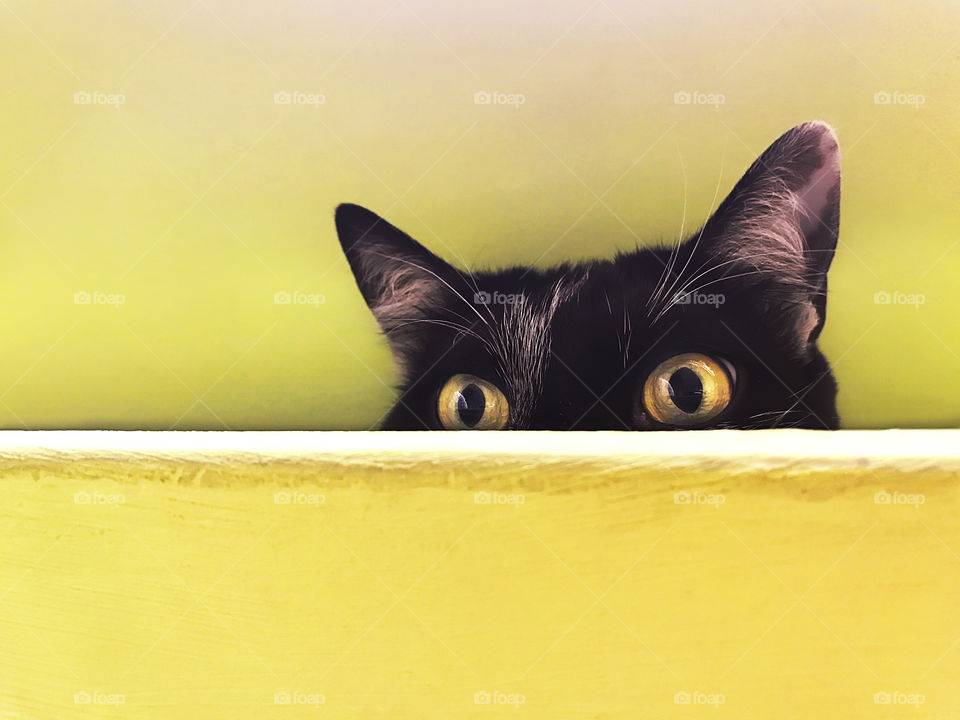 Cute playful cat with yellow eyes on yellow background 