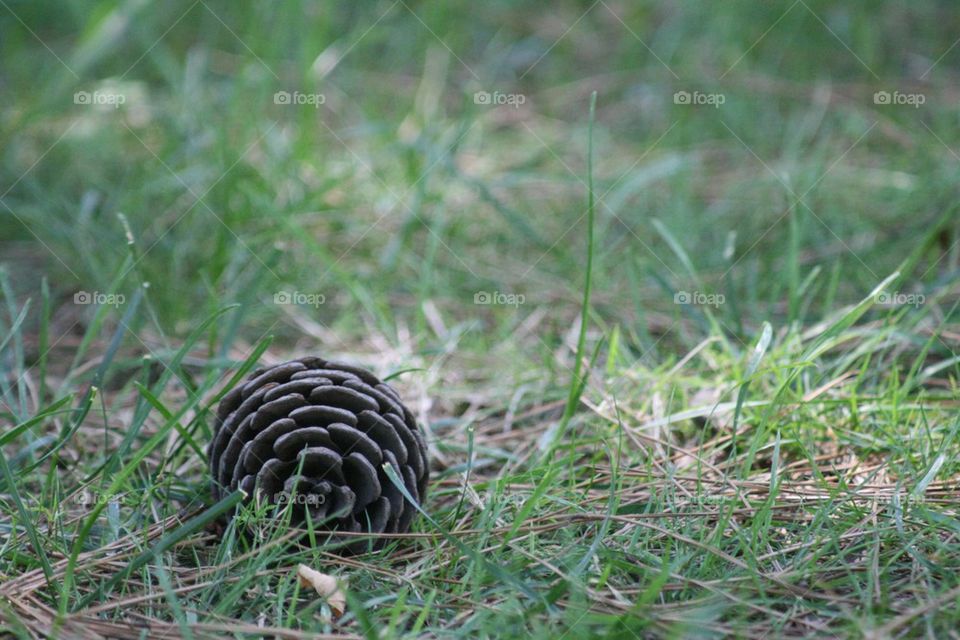 fir cone in the grass