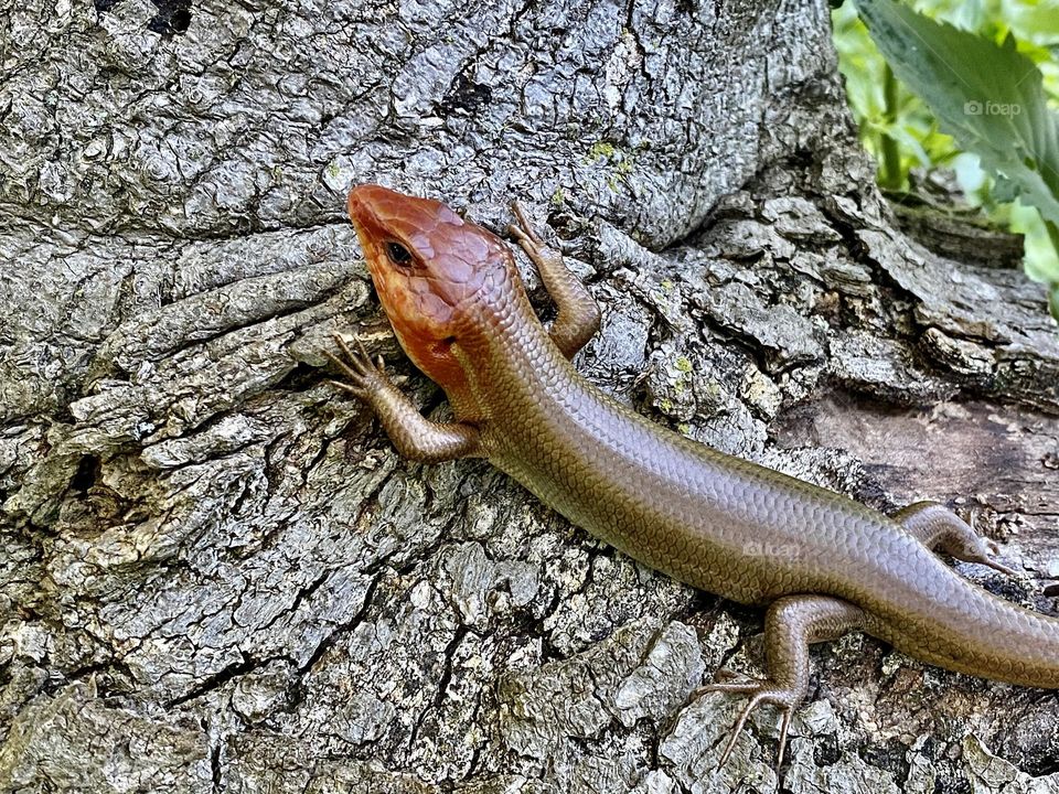A Broadhead Skink basking in a tree stump