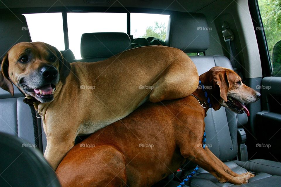Rhodesian Ridgebacks being strangely lazy