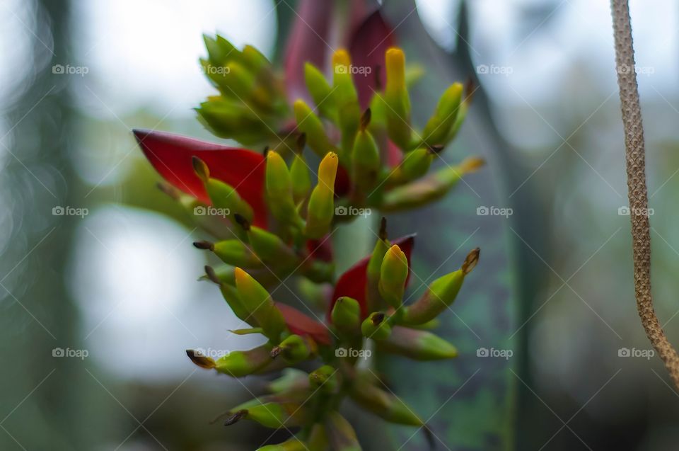 Nature, No Person, Flower, Leaf, Cactus