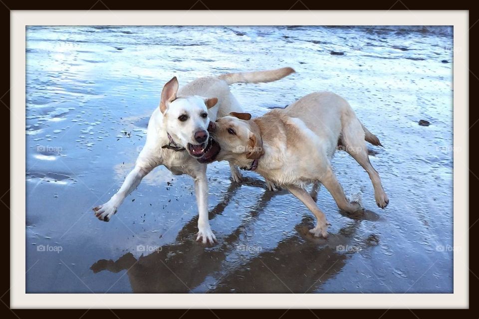 Play fight!. My dogs, caught in action playing on the beach 