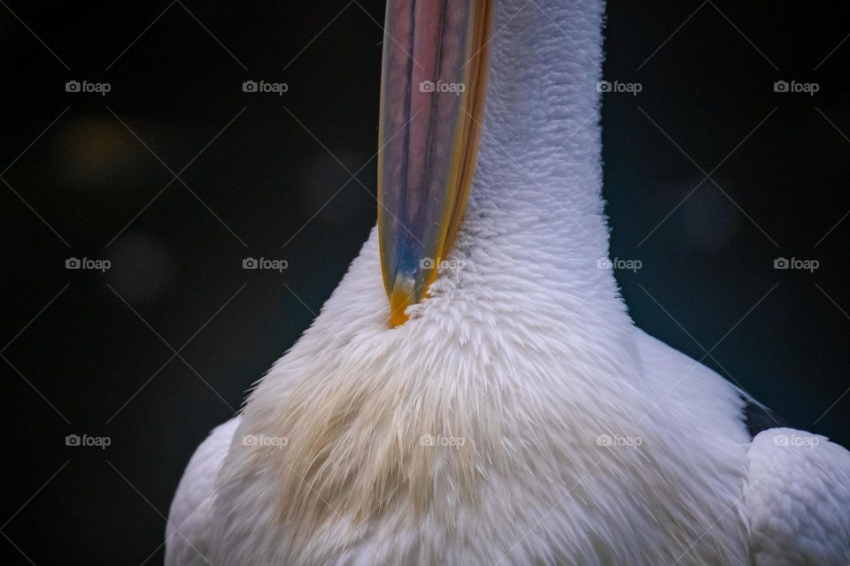 Details of the pelican's feathers and beak