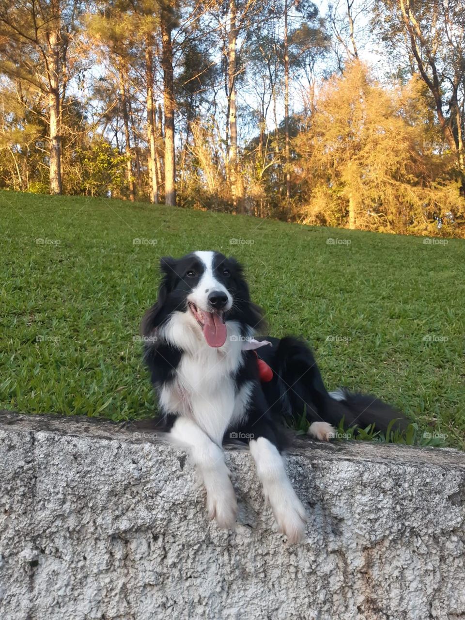 Border Collie