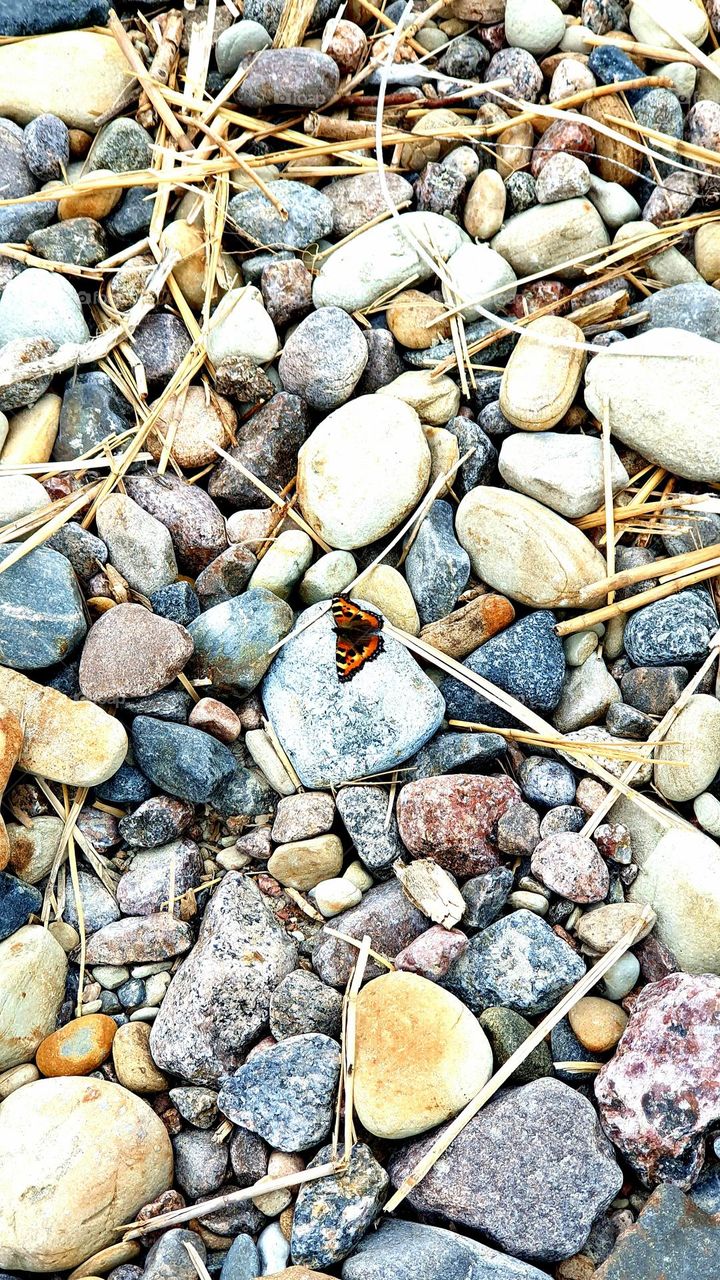 Butterfly on the stones