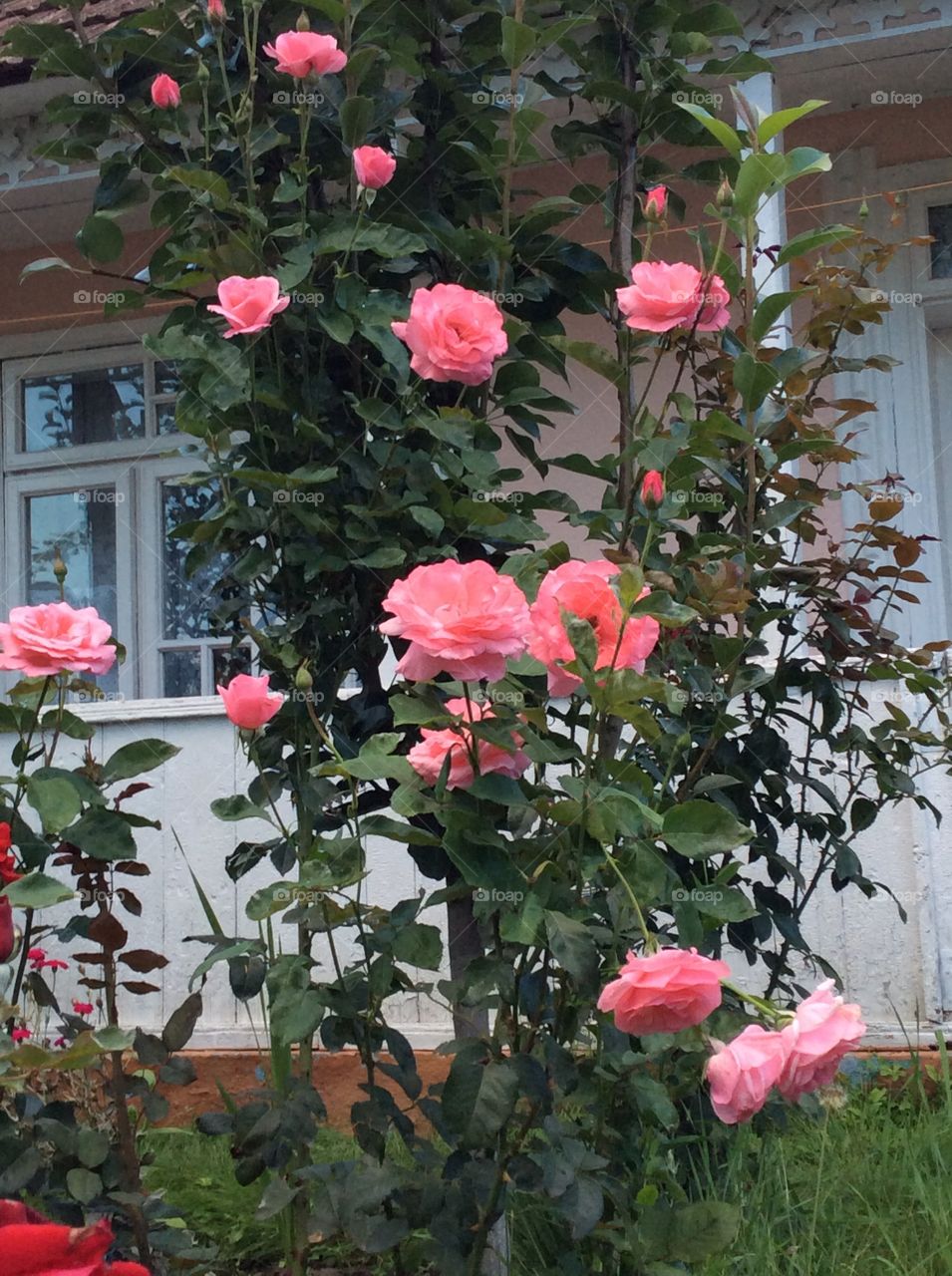 the roses from my childhood windows 