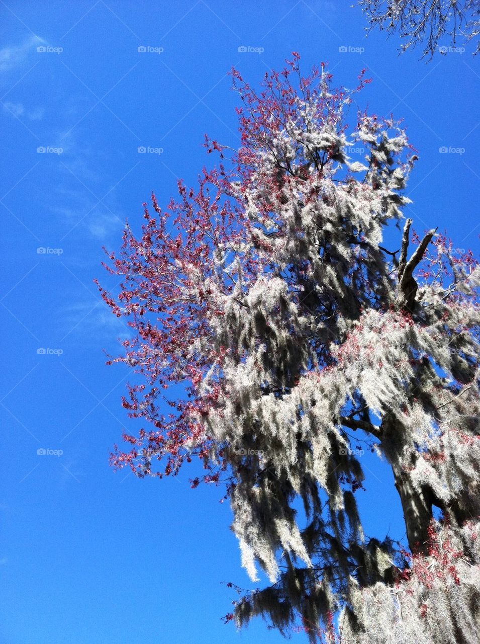 Spanish Moss