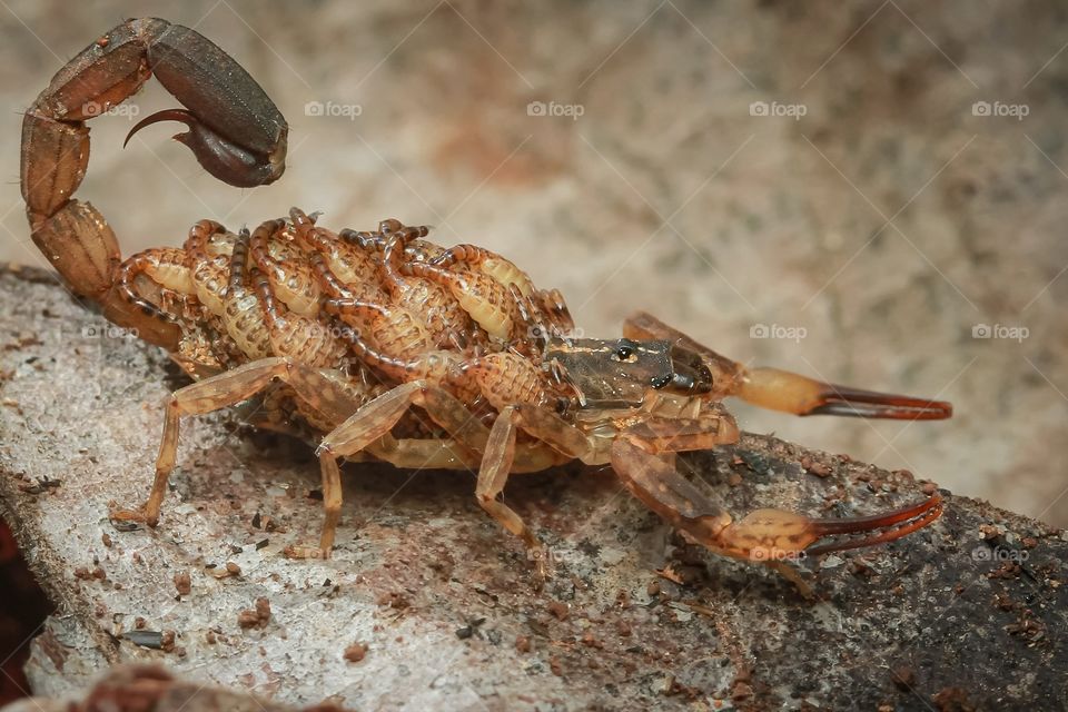 scorpion with her babies