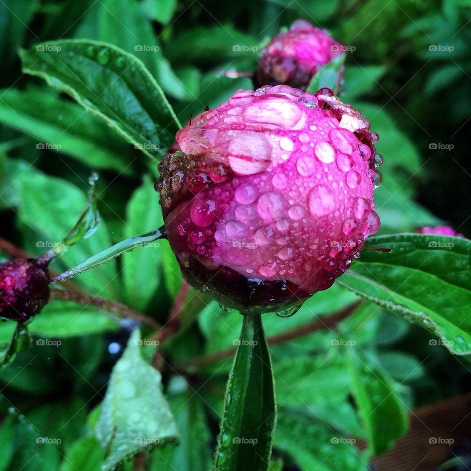 Pionknopp klädd i droppar
