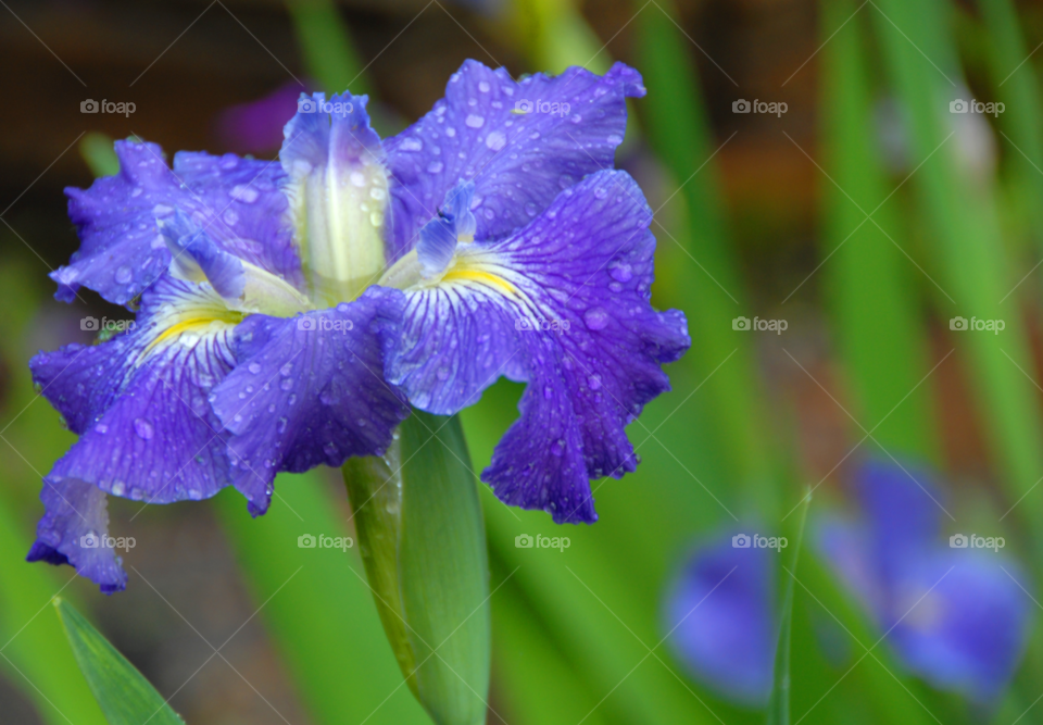 purple flower iris louisiana iris purple iris by lightanddrawing