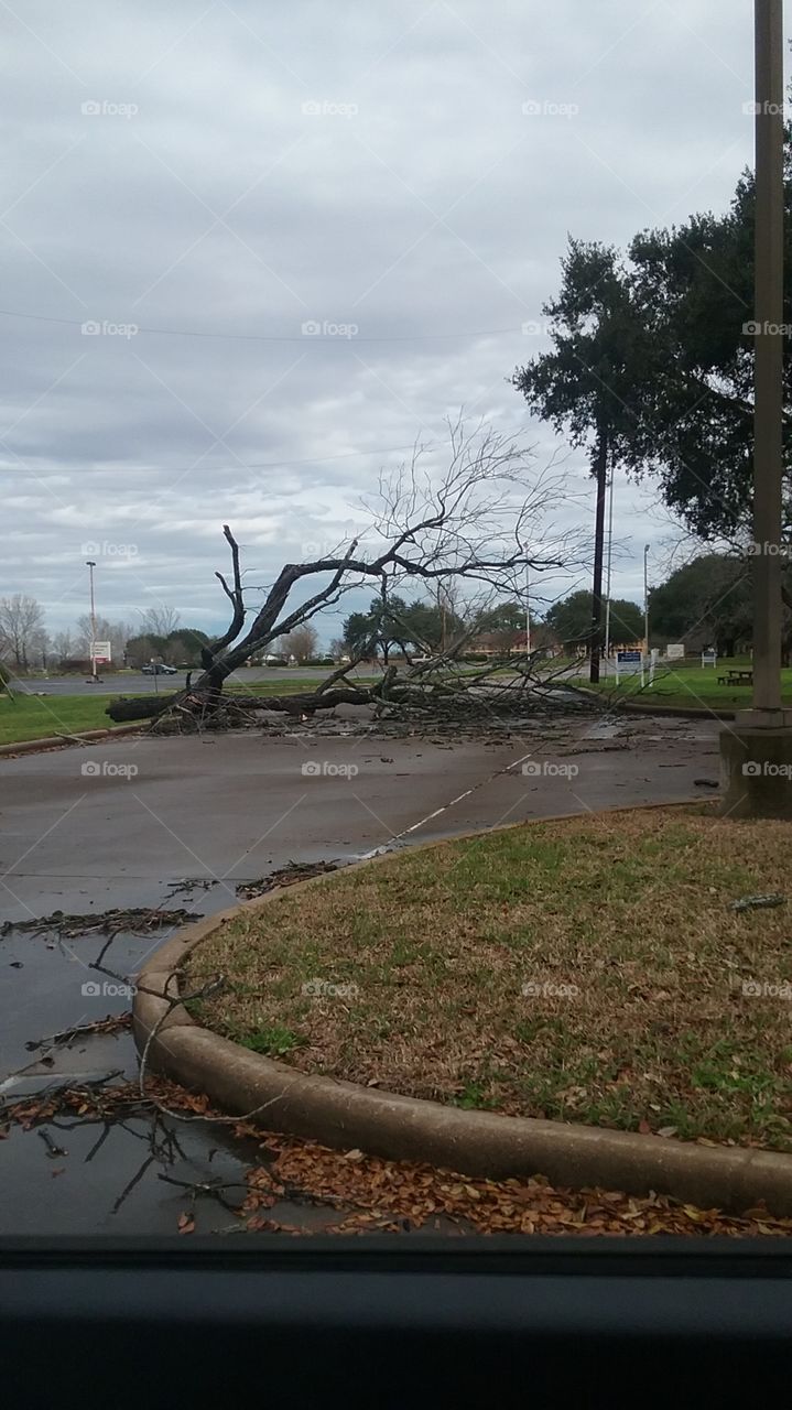 fallen tree after tornado