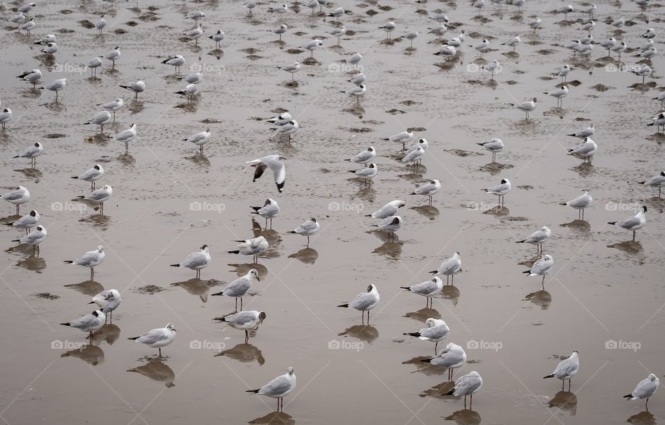 Bangkok/Thailand:March 16 2019:Seagull migration season