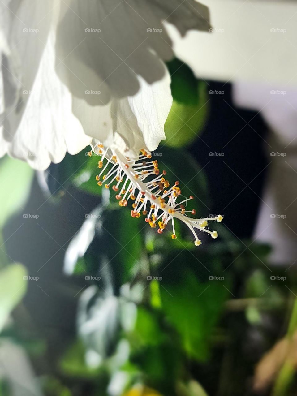 dying white hibiscus