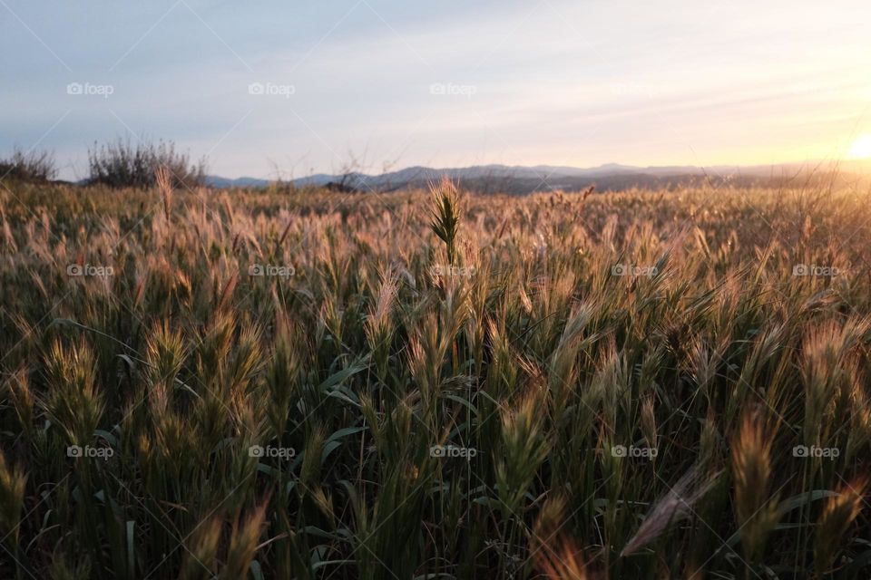 forest view location